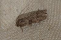 Blastobasis glandulella