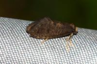 Taleporia tubulosa