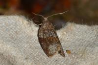 Syndemis musculana