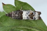 Notocelia trimaculana