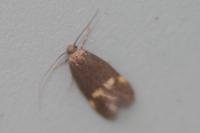 Borkhausenia minutella