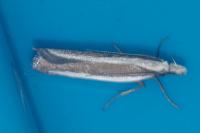 Dichomeris marginella