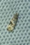 Lobesia botrana