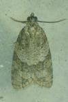 Cnephasia