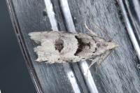 Epinotia bilunana