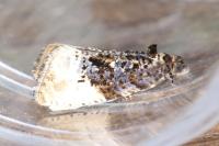 Hedya nubiferana