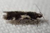 Teleiodes luculella