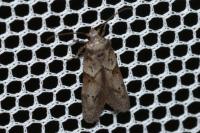 Blastobasis glandulella