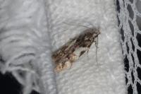 Teleiodes luculella