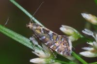 Glyphipterix bergstraesserella