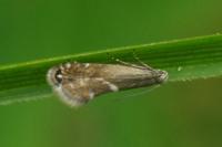 Glyphipterix forsterella