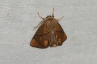 Apoda limacodes