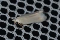 Opostega salaciella