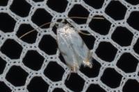 Pseudopostega crepusculella