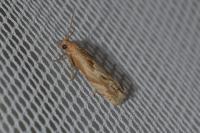 Eucosma gr. cana
