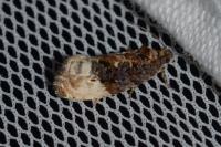 Hedya nubiferana