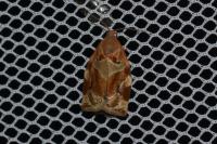 Archips xylosteana