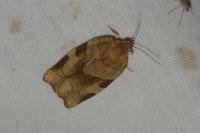 Choristoneura hebenstreitella
