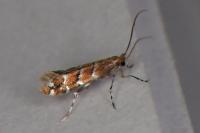 Cameraria ohridella