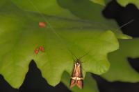 Nemophora degeerella