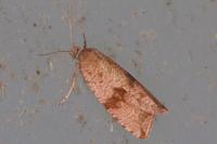 Celypha striana