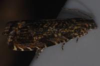 Enarmonia formosana