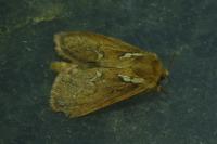 Korscheltellus lupulinus