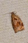 Archips crataegana