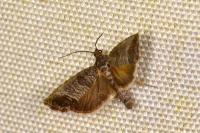 Cydia pomonella