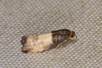 Notocelia cynosbatella