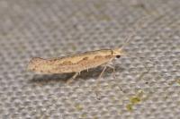 Plutella xylostella