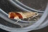 Epinotia cruciana
