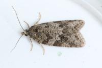 Cnephasia