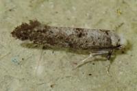 Paraswammerdamia albicapitella