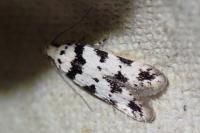 Pseudotelphusa scalella
