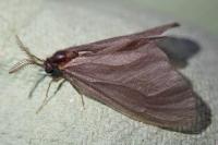 Sterrhopterix