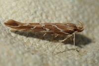 Pyroderces argyrogrammos