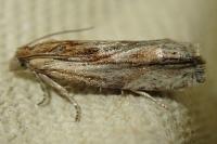 Eucosma gr. cana