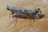 Parornix torquillella