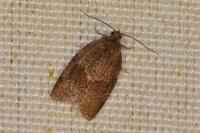 Syndemis musculana