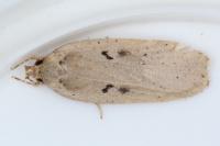 Agonopterix yeatiana
