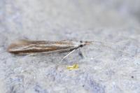 Coleophora
