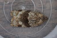 Syndemis musculana