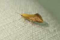 Crassa tinctella