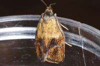 Ptycholoma lecheana