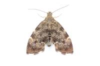 Anthophila fabriciana