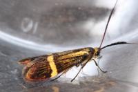 Nemophora degeerella