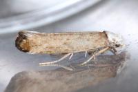 Pseudoswammerdamia combinella