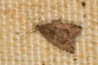 Epinotia nanana
