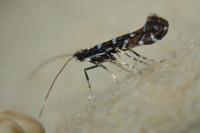 Parectopa ononidis